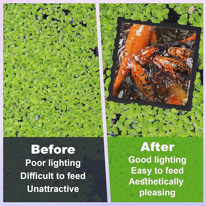 10pcs Aquarium Floating Plant Corral, Oval & Square Fish Feeding Rings, Mix Sizes Fish Tank Accessories for Betta Goldfish Turtle- Black