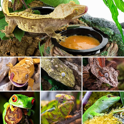 REPTI ZOO Magnetic Reptile Feeding Ledge, Gecko Feeder Ledge with 4PCS Cups, Hollow Vine Food Dish, Reptile Water Bowl for Bearded Dragon Lizard Snake, Reptile Terrarium Tank Accessories