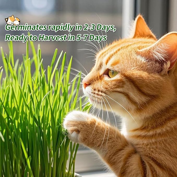 The Environet Organic Cat Grass for Indoor Cats, Organic Cat Grass Kit with Seeds Mix and Metal Iron Pots, Hairball Control, Digestion Support, Ideal Gift for Cat Lovers