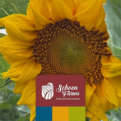 Schoen Farms Sunflower Kernels & Chips – 10 lb Bag – Hulled Sunflower Hearts Bird Seed – Premium No-Mess Wild Bird Food for Chickadees, Finches & Jays