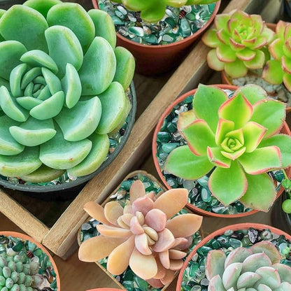 Halatool 6LB Green Pebbles 0.35"- 0.6" Aquarium Gravel for Fish Tank Natural Landscaping Pebbles for Home Decor Decorative Polished Stones for Succulents Potted Plants DIY Handmade & Vase Filler