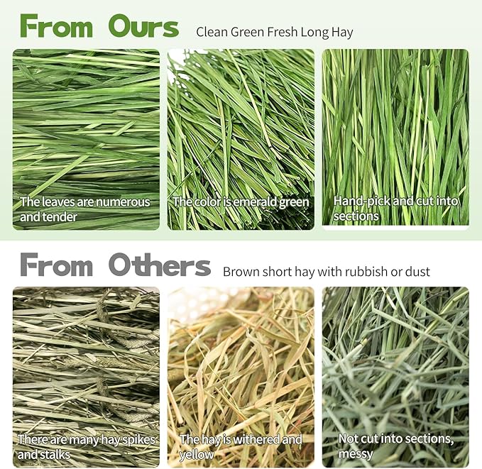 Oven-Baked Timothy Hay for Guinea Pigs, Rabbits & Chinchillas, All Natural High Fiber Food for Digestive Health, 1.1 LB