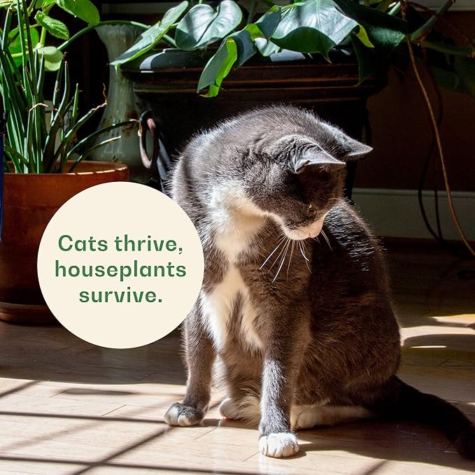 Rose & Branch Organic Wheat Grass Seeds - Cat Grass Seeds - 16Ounces - 100% Organic Non-GMO - Hard Red Wheat - Harvested in USA - Easy to Grow