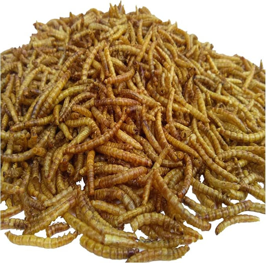 Aquatic Foods Inc. White Worms-Freeze Dried Floating White Worms for All Tropical Fish, Marine Fish, Discus, Cichlids, Koi & Pond Fish, Turtles…1-lb & 10oz Lg Jar