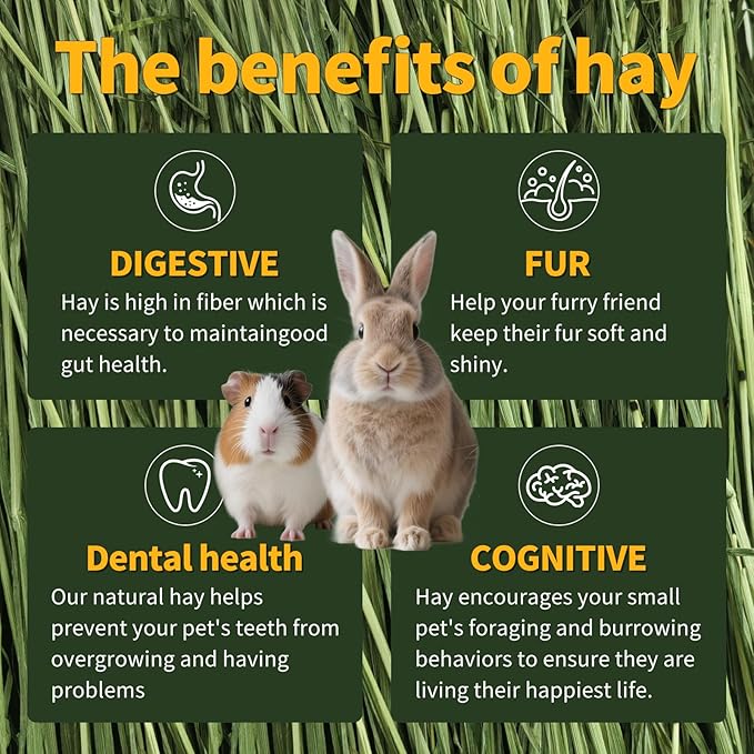 Oven-Baked Timothy Hay for Guinea Pigs, Rabbits & Chinchillas, All Natural High Fiber Food for Digestive Health, 1.1 LB