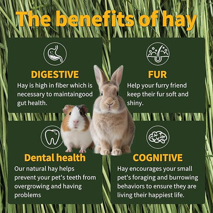 Oven-Baked Timothy Hay for Guinea Pigs, Rabbits & Chinchillas, All Natural High Fiber Food for Digestive Health, 1.1 LB