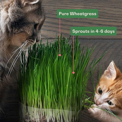 Rose & Branch Organic Wheat Grass Seeds - Cat Grass Seeds - 16Ounces - 100% Organic Non-GMO - Hard Red Wheat - Harvested in USA - Easy to Grow