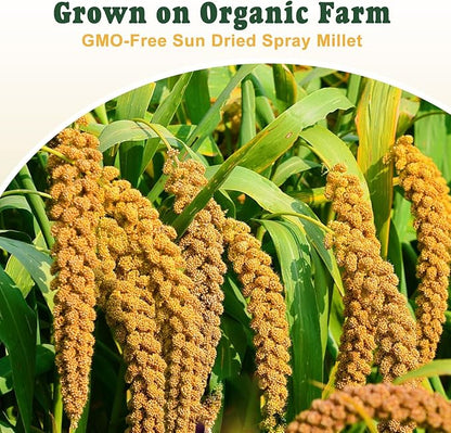 RANZ 5LBS Millet Spray for Birds, GMO-Free, Sun Dried Spray Millet, Original Bird Treats & Supplement for Parrots, Cockatiels, Lovebirds, Painted Buntings and Finches, Parakeets Food