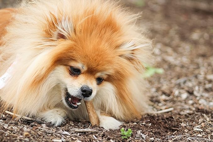 Nylabone Healthy Edibles Natural Dog Chews Long Lasting Roast Beef Flavor Treats for Dogs, Small/Regular (2 Count)