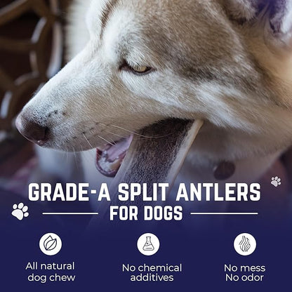 Devil Dog Pet Co. Split Elk Antlers for Dogs, Medium 5"+, 1 Pack, Grade A Long Lasting Chew for Aggressive Chewers, Premium USA Naturally Shed Antler – Healthy, No Odor, Durable Dog Chew