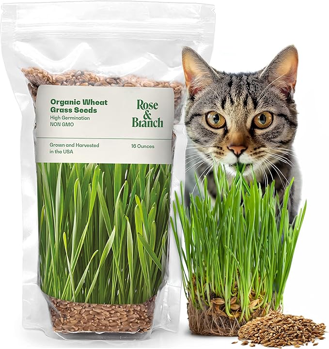 Rose & Branch Organic Wheat Grass Seeds - Cat Grass Seeds - 16Ounces - 100% Organic Non-GMO - Hard Red Wheat - Harvested in USA - Easy to Grow