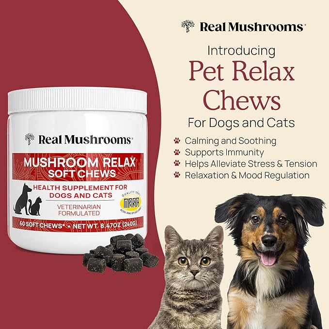 Real Mushrooms Calming Treats for Dogs & Cats – Reishi, Lion’s Mane, Botanicals – Cat & Dog Soft Chews for Daily Use – Calming Chews for Cats & Dogs – 60 ct Grain-Free Pet Bites