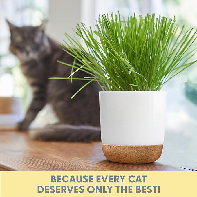 The Cat Ladies Cat Grass for Indoor Cats Kit with Organic Cat Grass Seed Mix, Soil and Ceramic & Cork Planter, Natural Hairball Remedy