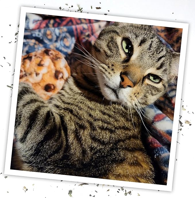 Meowijuana Get Baked Bundle | Get Baked Cookie Refillable Toy, King Size Catnip Joints, and Kalico | Hand Harvested and Rolled Dried High Potency Catnip | Grown in North America