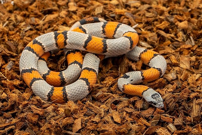 ReptiChip Reptile Substrate Coconut Chip Bedding 72 Quart Compressed Organic Coco Husk Block for Snake Habitat, Ball Python Terrarium, Turtle Tanks, Tortoise Enclosure