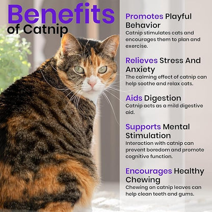 NatureZ Edge Cat Grass Seeds & Catnip Seeds - 3 Pack Variety Kit, Cat Grass for Indoor Cats, Oat & Barley Seeds for Planting, Cat Plant, Indoor Cat Grass Kit, hierba para Gatos