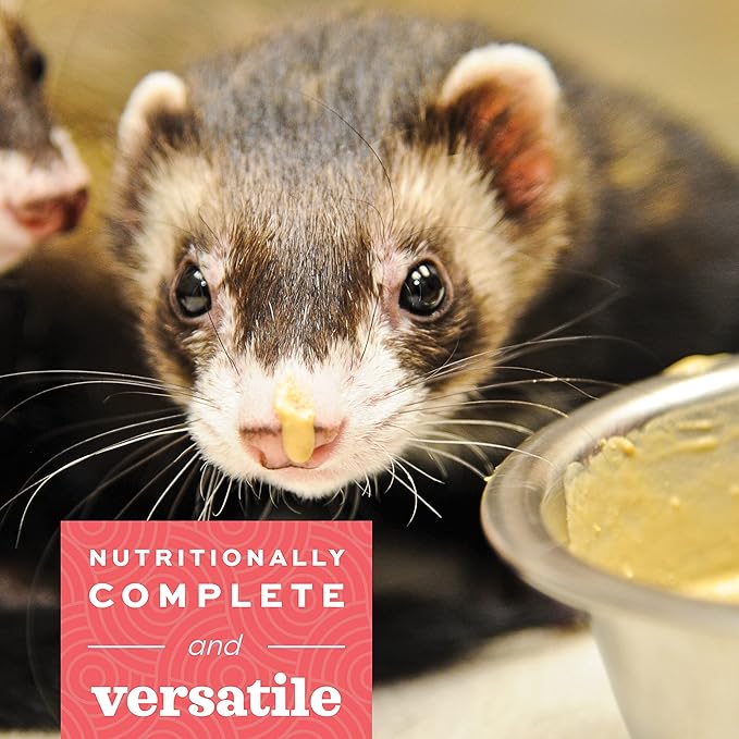 Oxbow Critical Care Carnivore, Made with Whole Egg & Dried Chicken, Assist Feeding Formula for Carnivores, Cat Supplements, Ferret Food Recovery, Small Animal Pet Products, Made in USA, 70 Gram Bag