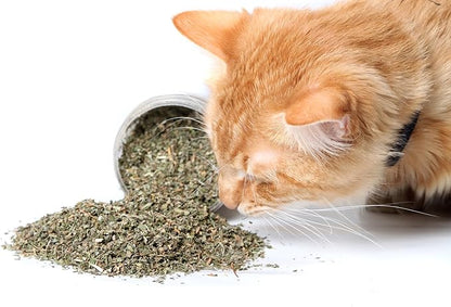 Purple Haze Catnip, Premium Blend Safe for Cats, Infused with Maximum Potency Your Kitty is Sure to Go Crazy for (1 Cup)