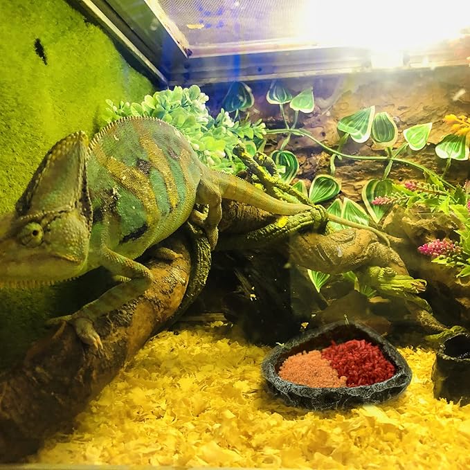 Reptile Feeding Dish 2 Pack Food Dish with Breadworm Feeding for Dragon Leopard Gecko Lizard Spider Scorpion Chameleon (2 Pcs, Deep Color)