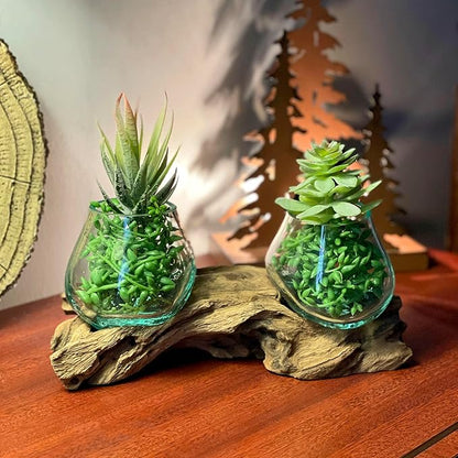 Double Molten Glass Bowl on Driftwood Base, Hand Blown Glass and Wood Centerpiece, Unique Rustic Table Decor, Dual Planter Terrarium, Natural Wood Art Glass Sculpture, 10.5 Inch Artisan Accent