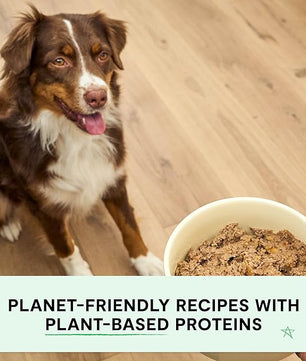 Open Farm Canned Dog Food, Plant Based Paté for Complete & Balanced Nutrition, Non-GMO Ancient Grains, Lentils and Vegetables, Plant Based Recipe, 12.5oz Cans (Pack of 12)