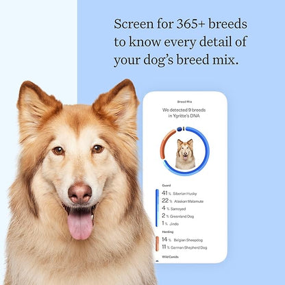 Wisdom Panel Breed Discovery Dog DNA Kit: Most Accurate Dog Breed Identification, Test for 365+ Breeds, MDR1 Health Test, Ancestry, Relatives