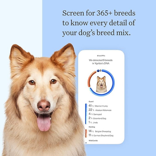 Wisdom Panel Breed Discovery Dog DNA Kit: Most Accurate Dog Breed Identification, Test for 365+ Breeds, MDR1 Health Test, Ancestry, Relatives