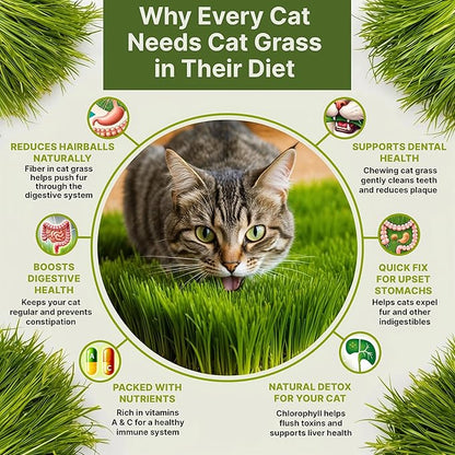 Organo Republic Cat Grass Seeds Mix - 20,800 Non-GMO Heirloom Seeds for Cats & Pets, 16 oz Pack for Growing Fresh Barley, Oat, Rye & Wheat Grass Seeds for Planting, Indoor Plants, Hairball Remedy