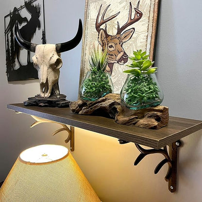 Double Molten Glass Bowl on Driftwood Base, Hand Blown Glass and Wood Centerpiece, Unique Rustic Table Decor, Dual Planter Terrarium, Natural Wood Art Glass Sculpture, 10.5 Inch Artisan Accent