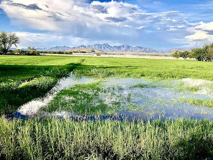 Grass Hay – Nutritious Feed for Rabbits, Guinea Pigs, Chinchillas, Tortoises & Hamsters – Natural Snack & Daily Feed for Small Pets