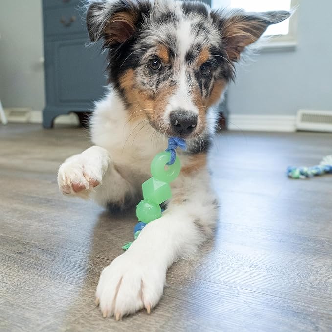 Outward Hound Mini Dentachew Dental Dog Chew Toy - 3 Pack - Great Size for Small Dogs and Puppies