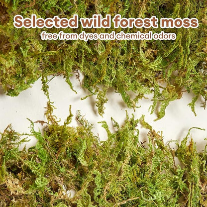 BUCATSTATE 5L Hamster Bedding, Natural Forest Moss Hamster Bedding Odor Control, Nature Hamsters Substrate Cage Accessories for Dwarf Syrian Hamsters, Mice, Gerbils (Dried Moss)