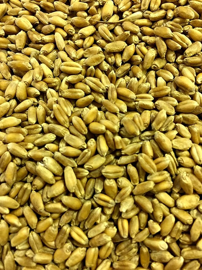 Non-GMO, Thunder Acres Premium Wheat Seed, Cat Grass Seed, Wheatgrass, Hard Red Winter Wheat (10 lbs.)