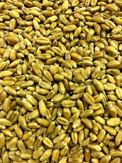 Non-GMO, Thunder Acres Premium Wheat Seed, Cat Grass Seed, Wheatgrass, Hard Red Winter Wheat (5 lbs.)