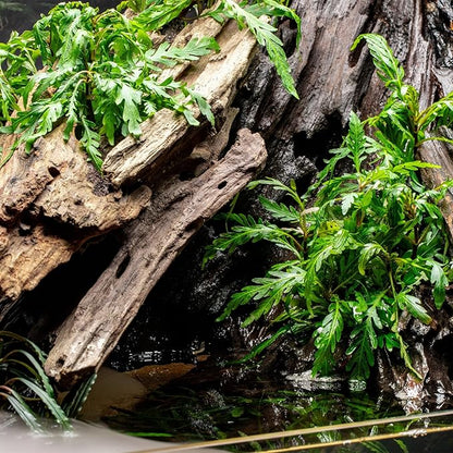 Ultum Nature Systems Driftwood - Dragon Drift Wood for Fish Tank, Planted Tank, Terriarium, Paludarium - Versatile Natural Driftwood Decor, Events Wood Centerpiece - Dragon Wood, XL 18-24", 5 Pack