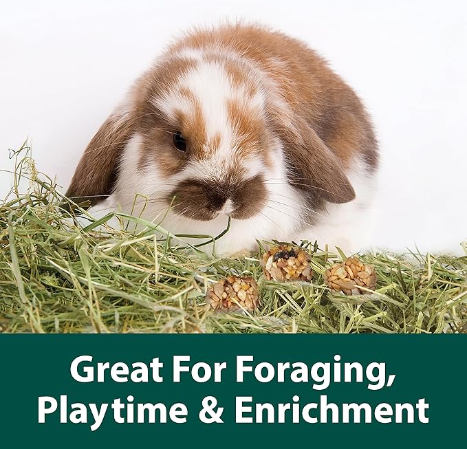 Kaytee Granola Bites with Superfoods Cranberry, Apple and Flax for Rats, Mice, Hamsters, Gerbils, Rabbits, Guinea Pigs and Chinchillas, 4.5 oz (Pack of 2)