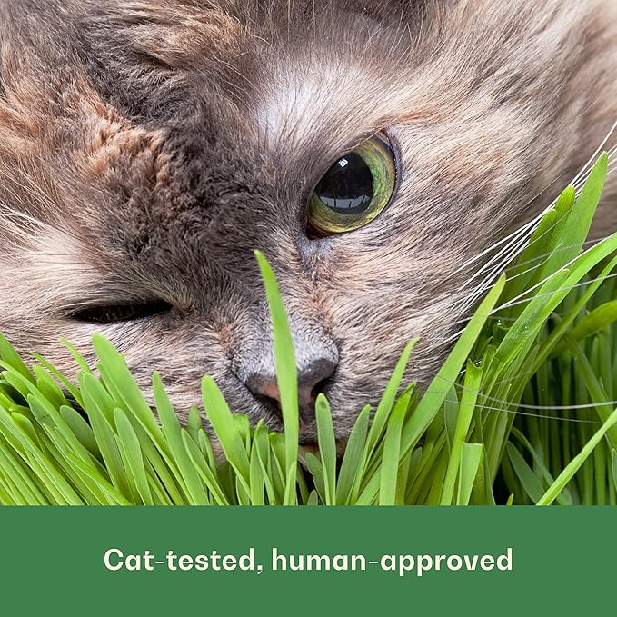 Rose & Branch Organic Wheat Grass Seeds - Cat Grass Seeds - 16Ounces - 100% Organic Non-GMO - Hard Red Wheat - Harvested in USA - Easy to Grow