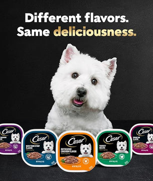 Cesar Filets in Gravy Adult Wet Dog Food, Filet Mignon and New York Strip Flavors Variety Pack, 3.5 oz. (12 Count, Pack of 1)