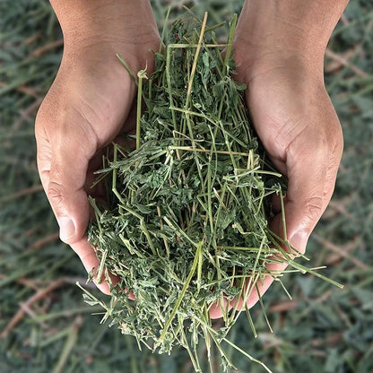 High Desert Alfalfa Hay, Protein Rich Soft Leaf Food for Young Growing Animals, Natural Rabbit Food and Guinea Pig Hay, Supports Digestive Health, Small Pet Supplies, Fresh Hand Packed 5 Lb Box
