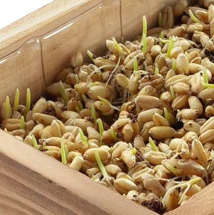 Cat Grass Kit for Indoor Cats – x2 Seed Packets | Cat Grass Seeds with Wooden Planter & Soil – Pet-Safe Wheatgrass Grass