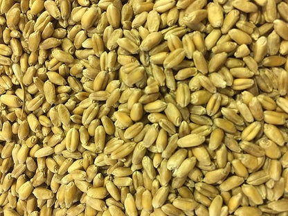 Non-GMO, Thunder Acres Premium Wheat Seed, Cat Grass Seed, Wheatgrass, Hard Red Winter Wheat (2 lbs.)