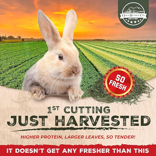 20lb Package Freshly Dried Organic Alfalfa Hay for Guinea Pigs, Rabbits, Chinchillas, Goats, Hamsters & Ferrets, Small Animal Food Rich in Protein & Fiber, Hand-Selected, USA Grown