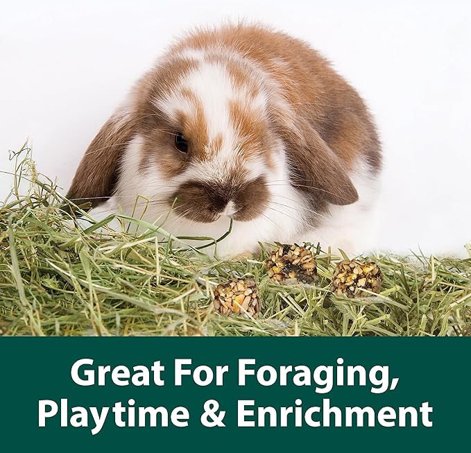 Kaytee Granola Bites with Superfoods Spinach and Carrot for Rats, Mice, Hamsters, Gerbils, Rabbits, Guinea Pigs and Chinchillas, 4.5oz (Pack of 2)